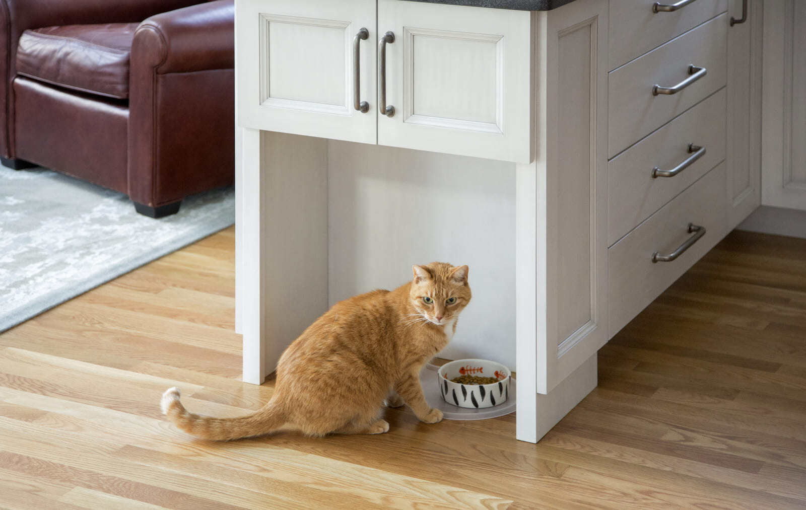 Functional kitchen storage solution with a pet-friendly feeding station in a home renovation by Thomas Buckborough & Associates, Acton, MA